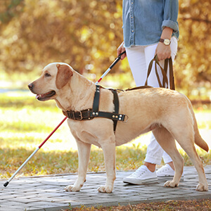 Disability Lockdown Advice - Blind man going for a walk with cane and guide dog