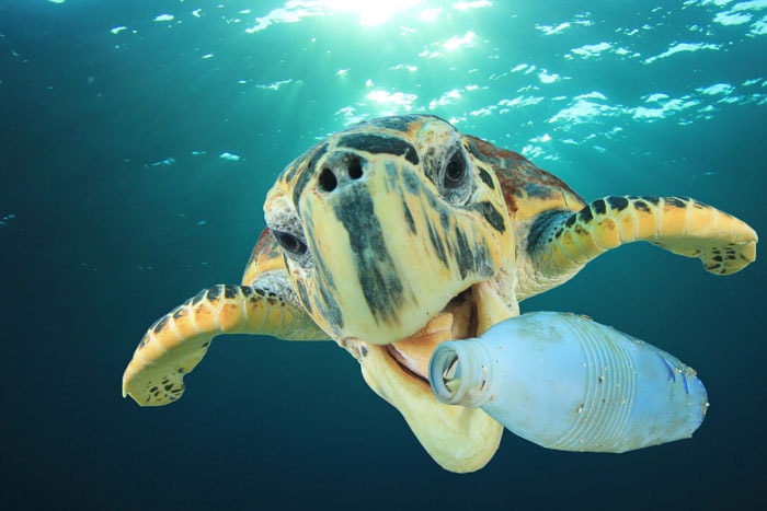 Fixing the plastic crisis - plastic drinsk bottle in ocean near turtle