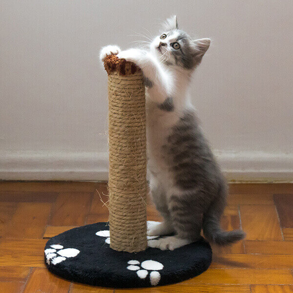 How Pets Benefit Disabled - Cat on scratching post with silicone roll stopping pet accessory from moving