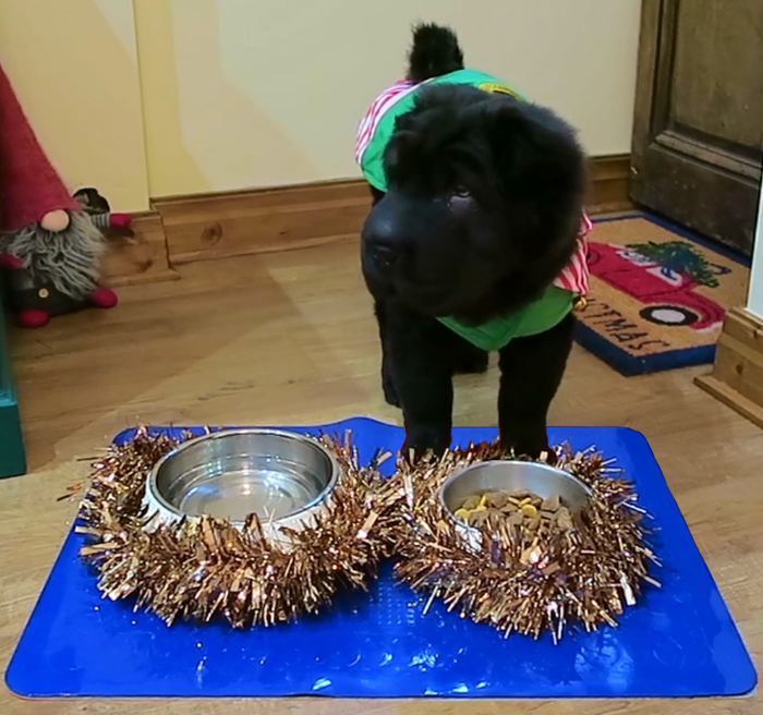 T-FLOOR-60-2-Blue-Floor-Mat-Pet Food Bowls Resting on Tenura Non-Slip Floor Mat-Pet Dog Eating at Christmas